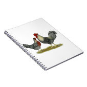 Carnet Poulets crèmes de Legbar (Côté Droit)