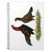 Carnet Poulets rouges noirs Aseel (Devant)