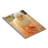 Carnet Poussins de bébé (Côté Droit)