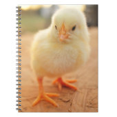 Carnet Poussins de bébé (Devant)