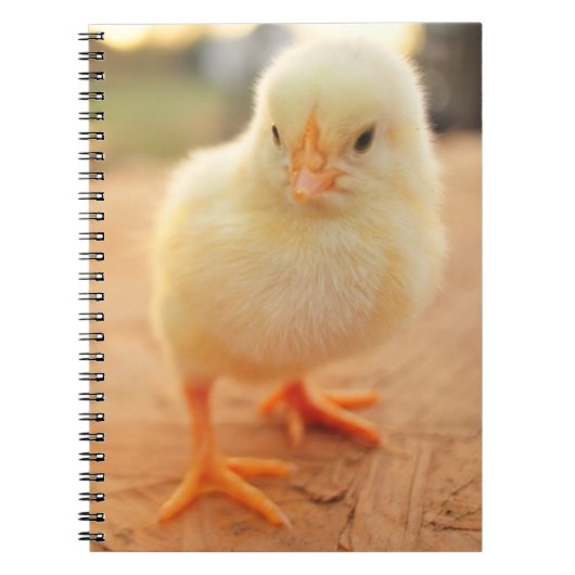 Carnet Poussins de bébé (Devant)