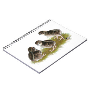 Carnet Poussins de caille Coturnix
