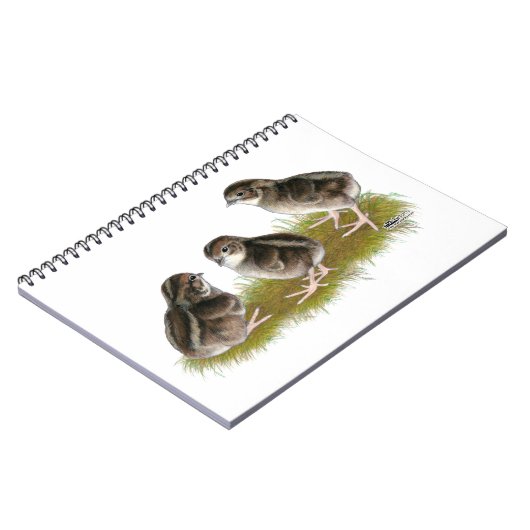 Carnet Poussins de caille Coturnix (Côté gauche)