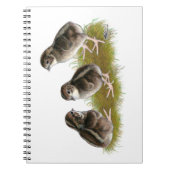 Carnet Poussins de caille Coturnix (Devant)