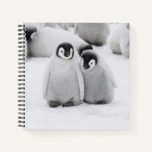 Carnet Poussins de Manchot Empereur sur la glace en Antar