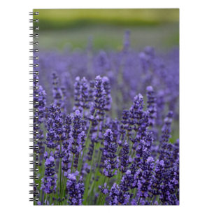 Carnet prairie de lavande violette