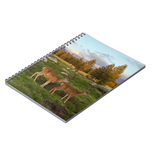 Carnet Pré de Tuolumne, Yosemite (Côté gauche)