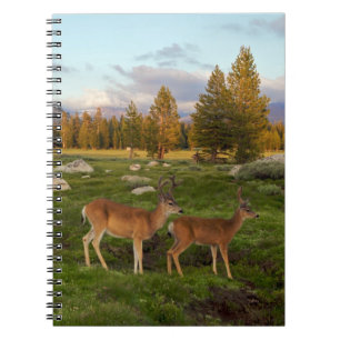 Carnet Pré de Tuolumne, Yosemite