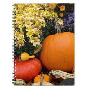 Carnet Présentation colorée de citrouilles décoratives d'