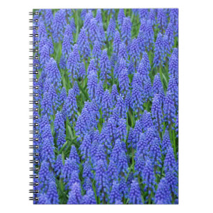Carnet Pretty blue muscari flowers
