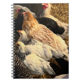 Carnet Pretty  Chickens Notebook (Devant)