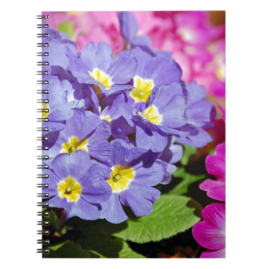 Carnet Primes roses et violettes (Devant)