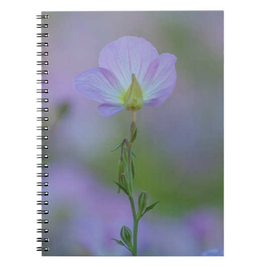 Carnet Primrose pourpre (Devant)
