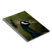 Carnet Profil de Peacock (Côté Droit)