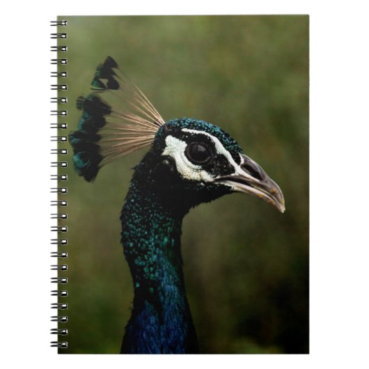 Carnet Profil de Peacock (Devant)