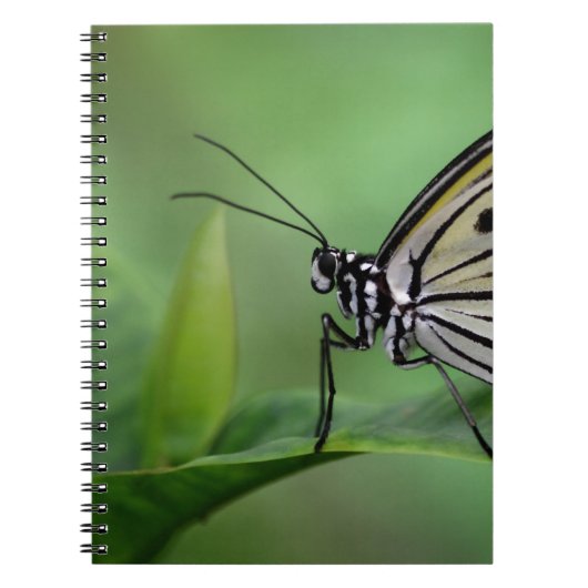 Carnet Profil d'un cerf-volant en papier (Devant)