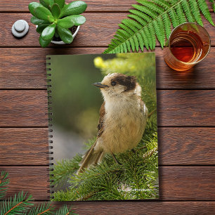 Carnet Profil d'une Jay gris mou / Whiskeyjack