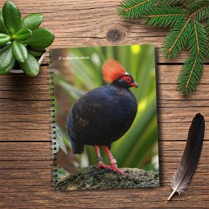 Carnet Profil d'une perdrix de bois à roul