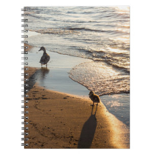Carnet Promenade au coucher du soleil avec maman