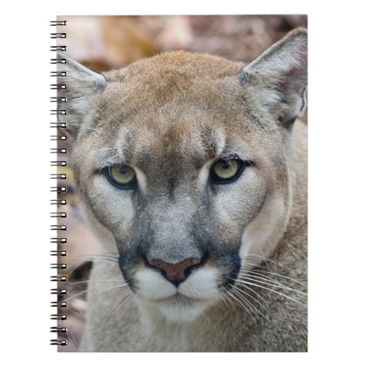 Carnet Puma, cougar, panthère de Floride, Puma (Devant)