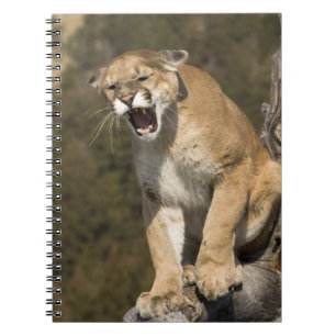 Carnet Puma ou lion de montagne, puma concolor, En captiv