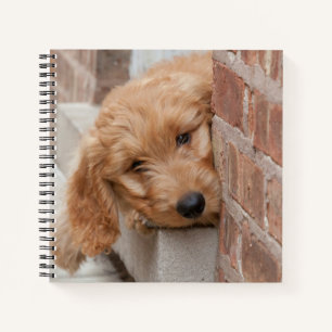 Carnet Puppy Peeking Goldendoodle