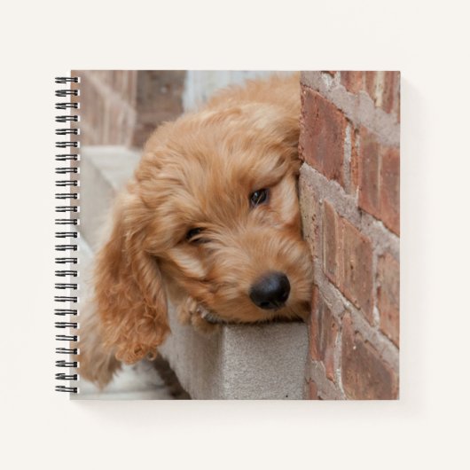 Carnet Puppy Peeking Goldendoodle (Devant)