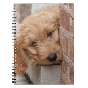 Carnet Puppy Pékin