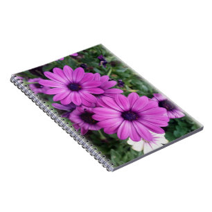 Carnet Purple daisies