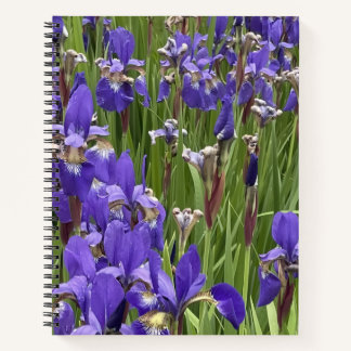 Carnet Purple Iris Flowers Nature Plants Photography