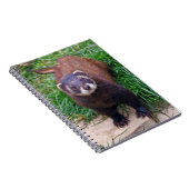 Carnet Putois (Côté Droit)