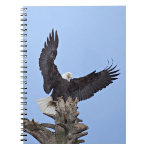 Carnet Pygargue à tête blanche (Haliaeetus leucocephalus)