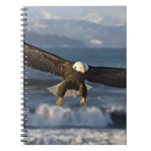Carnet Pygargue à tête blanche, Haliaeetus leucocephalus,