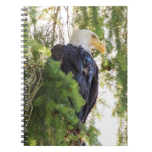 Carnet Pygargue à tête blanche perché dans un sapin de Do (Devant)