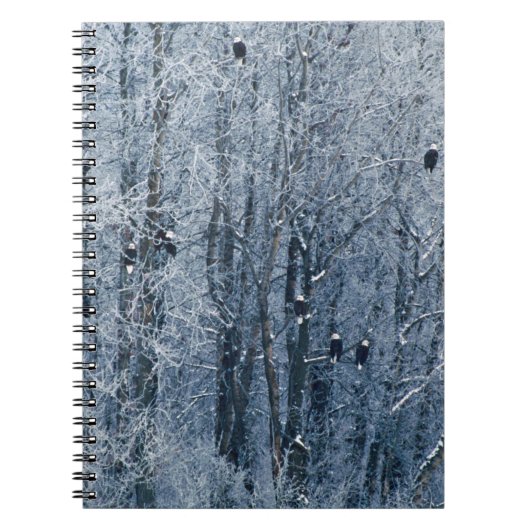 Carnet Pygargues à tête blanche (Devant)