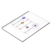 Carnet Quatre types de neurones (Côté gauche)