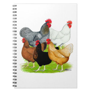 Carnet Quintette de poulet liée au sexe