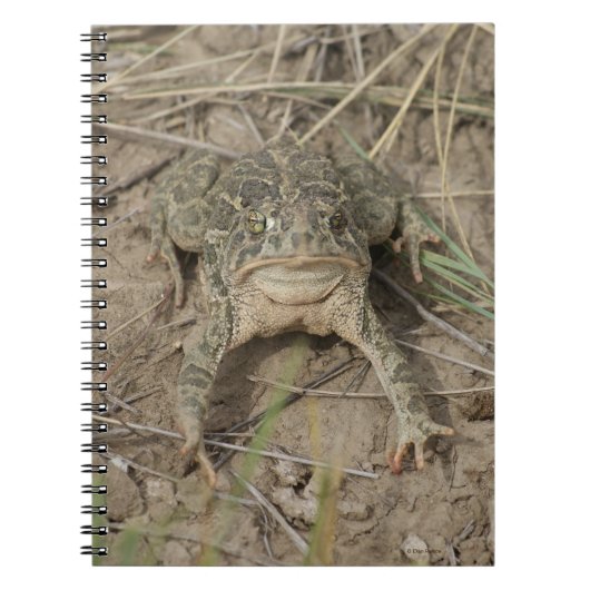 Carnet R10 Prairie Toad (Devant)