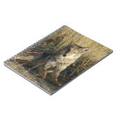 Carnet R15 Coyote Laying (Côté gauche)