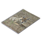 Carnet R22 Coyote Couché (Côté gauche)