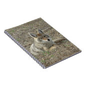 Carnet R22 Coyote Laying (Côté Droit)