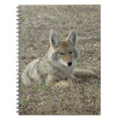 Carnet R22 Coyote Laying (Devant)