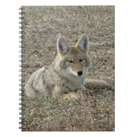 Carnet R22 Coyote Laying (Devant)