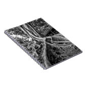 Carnet Racines massives d'un arbre à caoutchouc (Côté Droit)