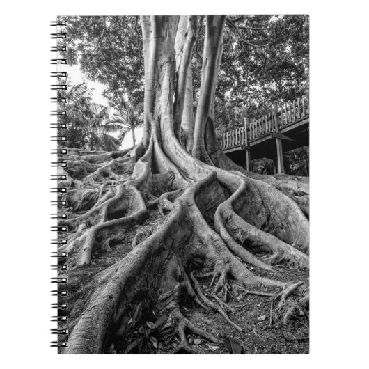 Carnet Racines massives d'un arbre à caoutchouc (Devant)