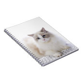 Carnet Ragdoll cat sur le clavier de l'ordinateur (Côté Droit)