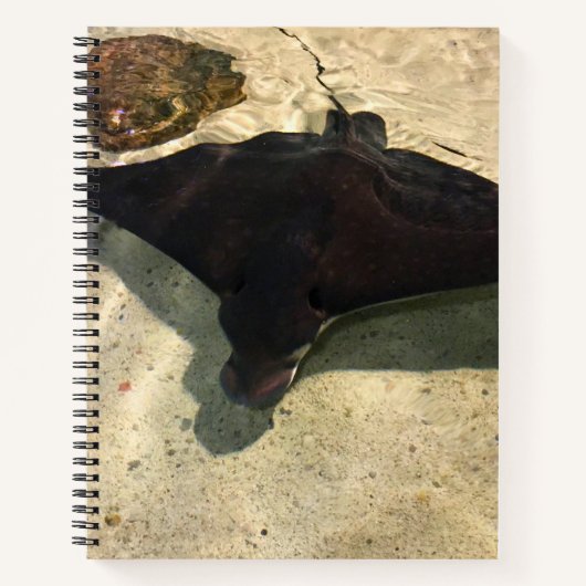 Carnet Raie mystique (Devant)