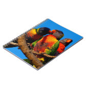Carnet Rainbow Lorikeet (Côté gauche)