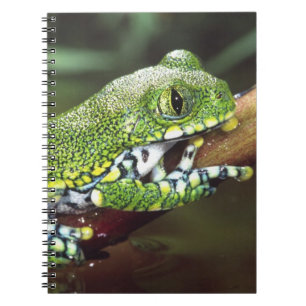 Carnet Rainette à gros yeux, Leptopelis vermiculatus,