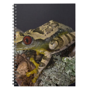 Carnet Rainette aux yeux rouges d'Afrique, Leptopelis